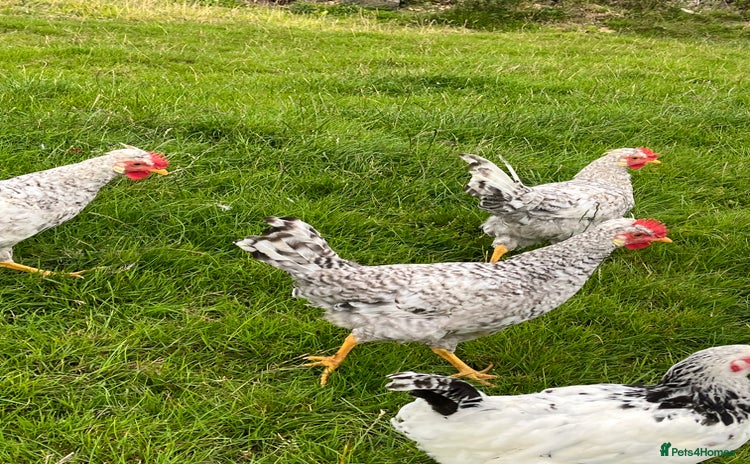 Chickens poultry - Advert 3