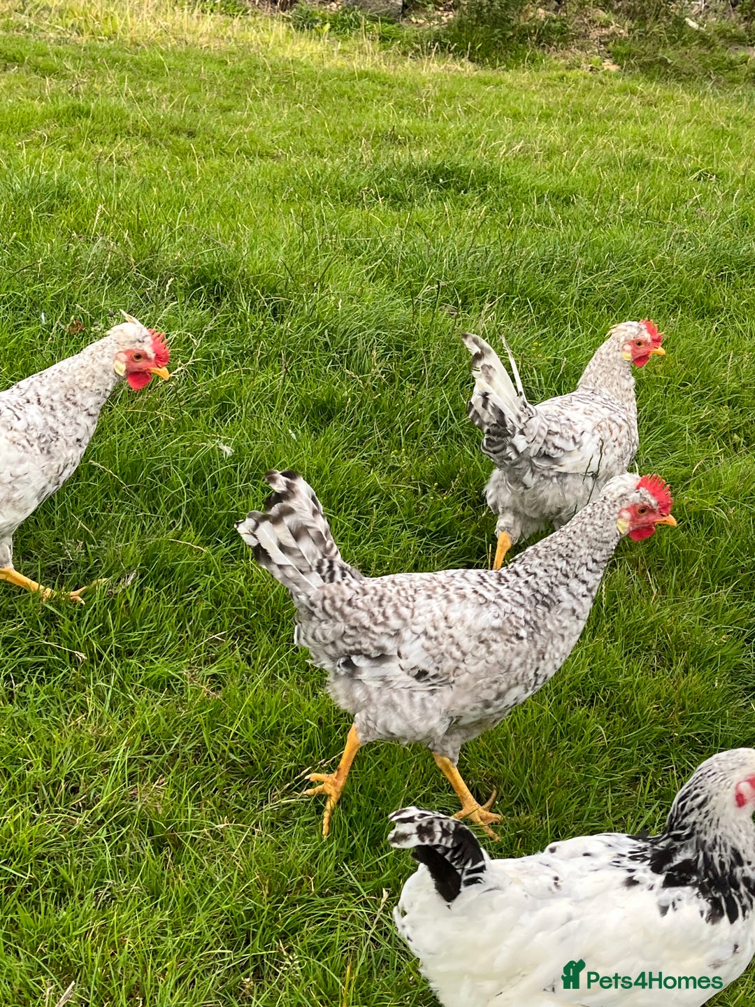 Chickens poultry for sale: Cream Legbar cockerels  - Image 1