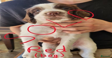 English Springer Spaniel dogs - Advert 1