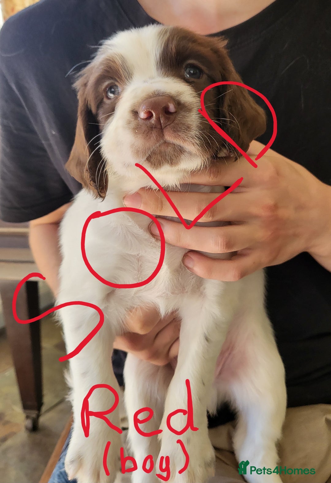 English Springer Spaniel dogs for sale: Working English Springer Spaniel Puppies - Image 2