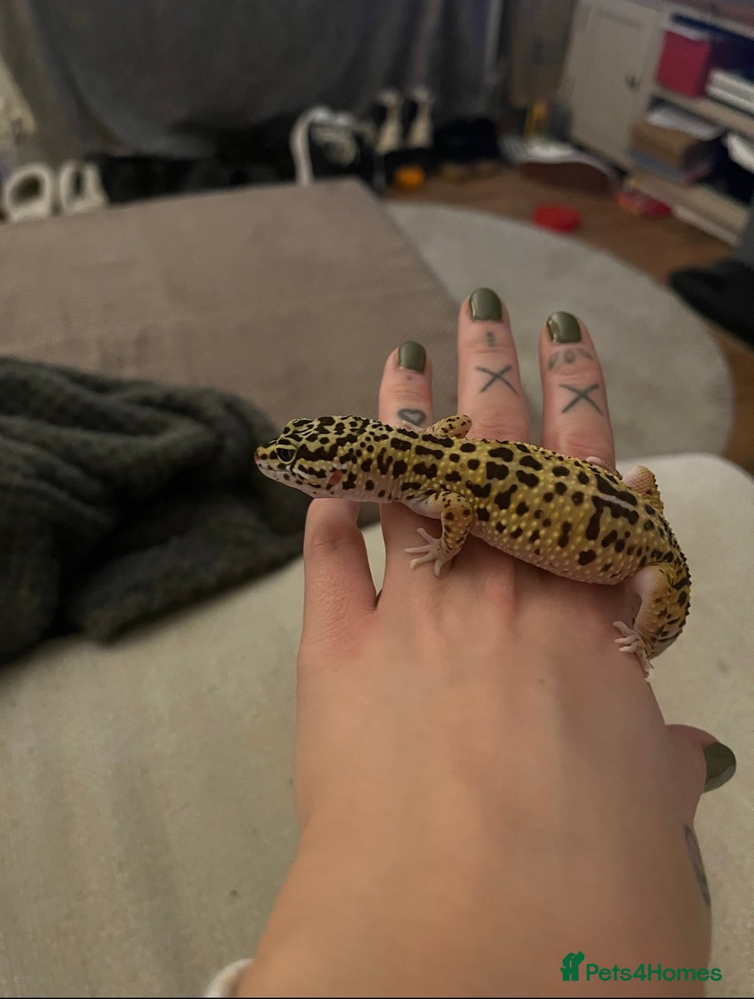 Leopard Gecko reptiles for sale: Leopard gecko for sale - Advert 4