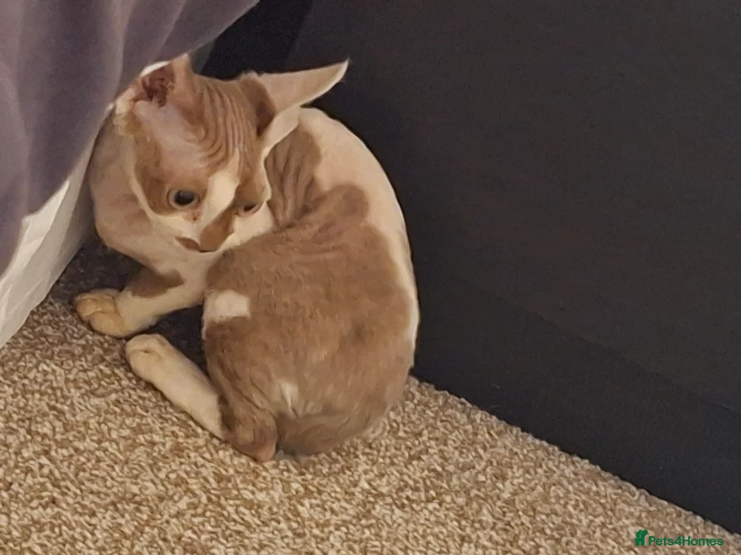 Devon Rex cats for sale: Young intact female devon rex in Greenock - Advert 1