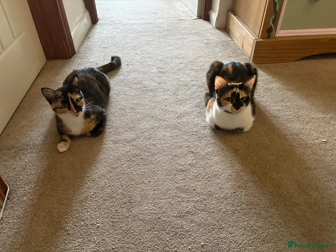 Mixed Breed cats for sale: Two beautiful sisters  in Saltash - Advert 1