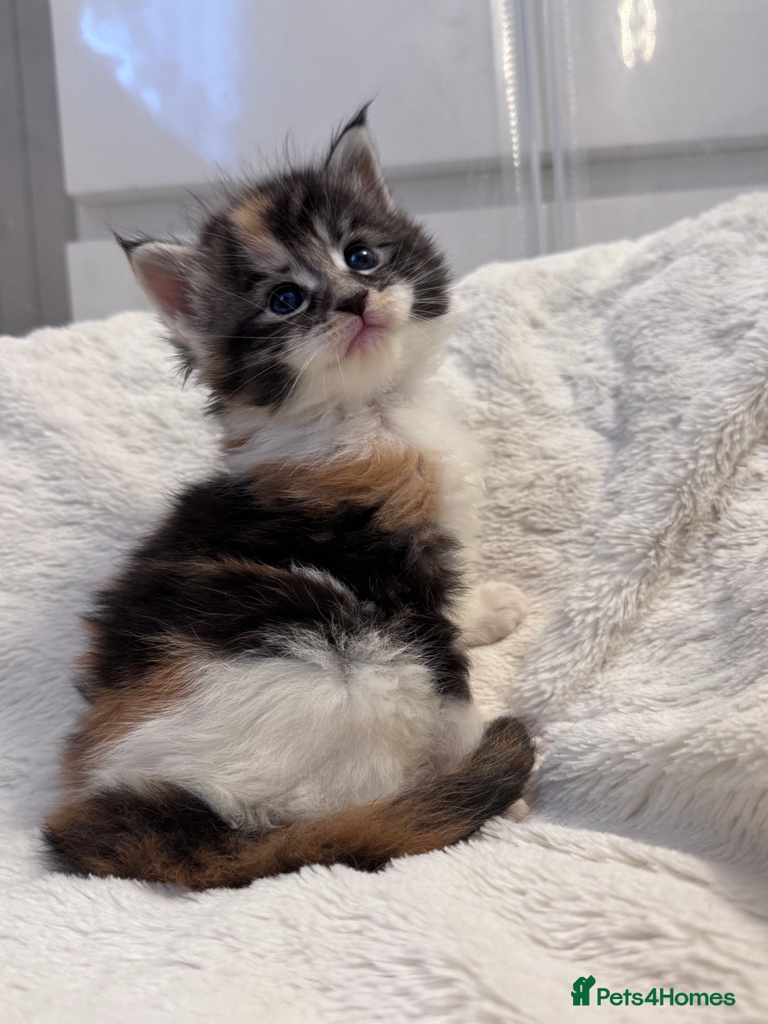 Maine Coon cats for sale: 🌟🌟Beautiful  Maine Coon kittens 🌟🌟🌟 - Advert 10