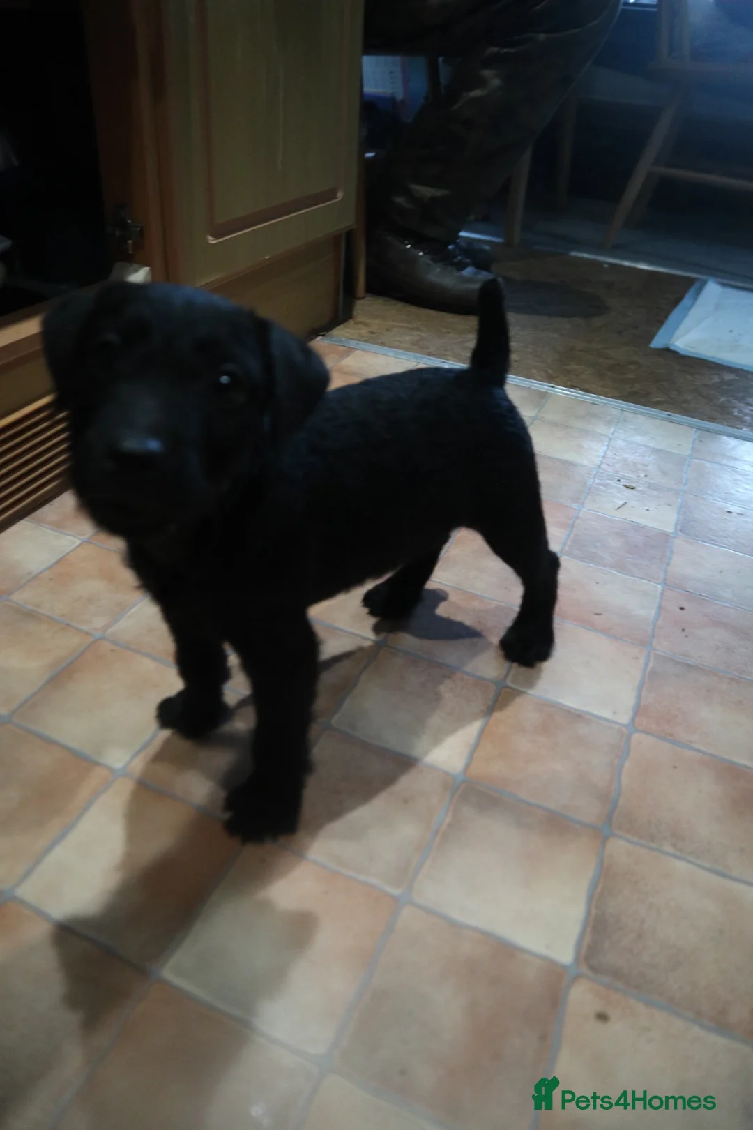 Patterdale Terrier dogs for sale: Patterdale Terriers puppy - Advert 4