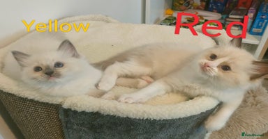 Ragdoll cats - Advert 11