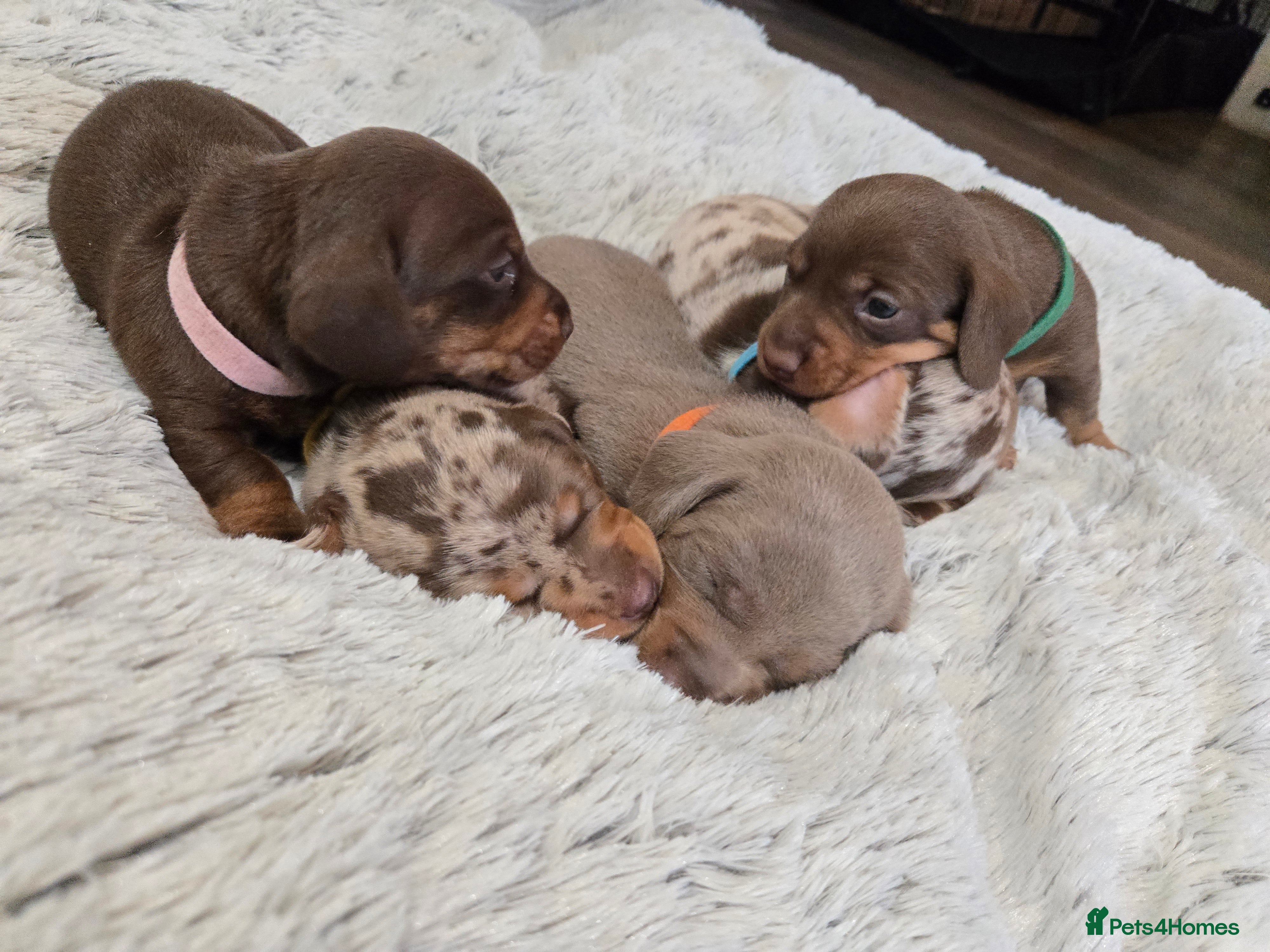 Miniature Dachshund dogs Miniature Dachshund Puppies (smooth haired) - Advert 8