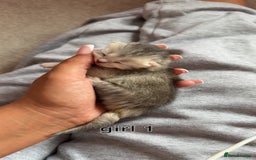 Scottish Fold cats for sale: 2 girl mixed scottish fold kittens  - Image 2