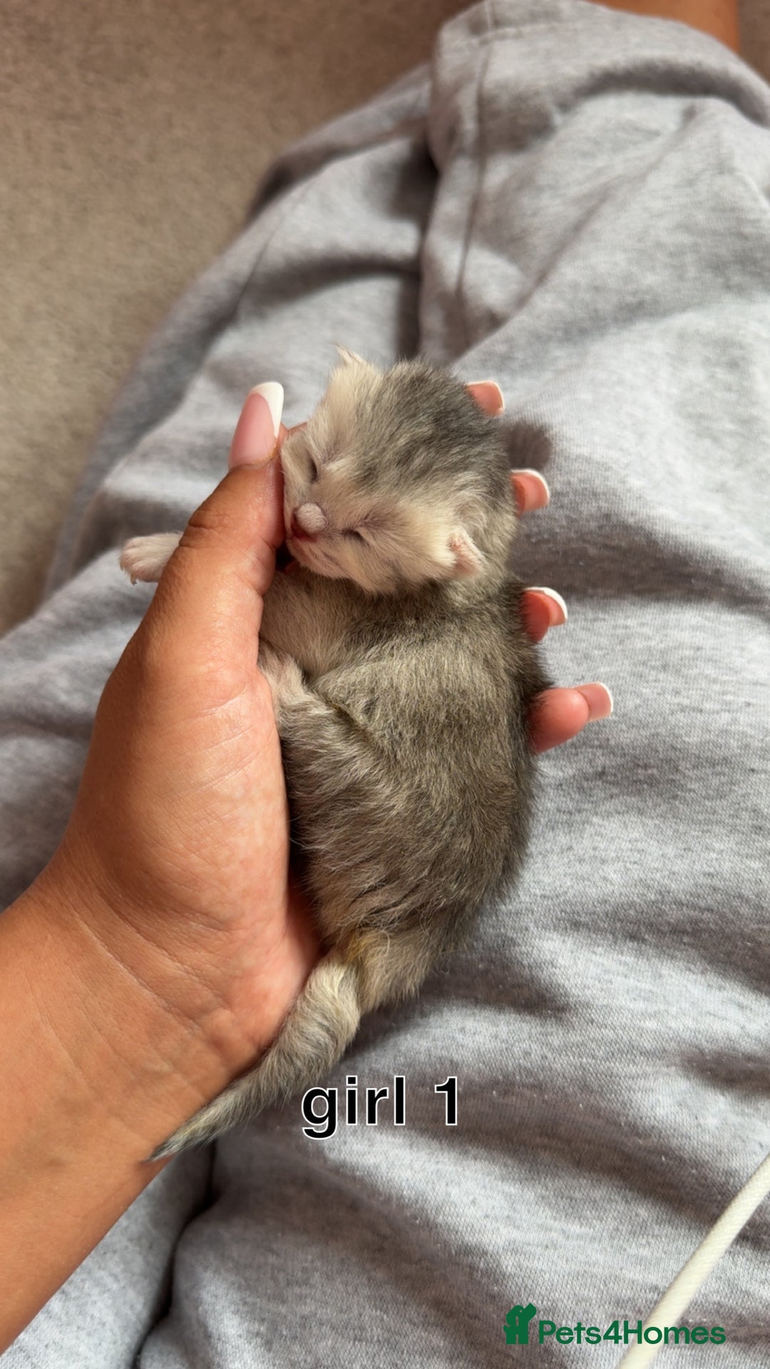 Scottish Fold cats for sale: 2 girl mixed scottish fold kittens  - Image 2