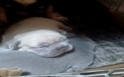 French Bulldog dogs for sale: French bulldogs  - Image 6