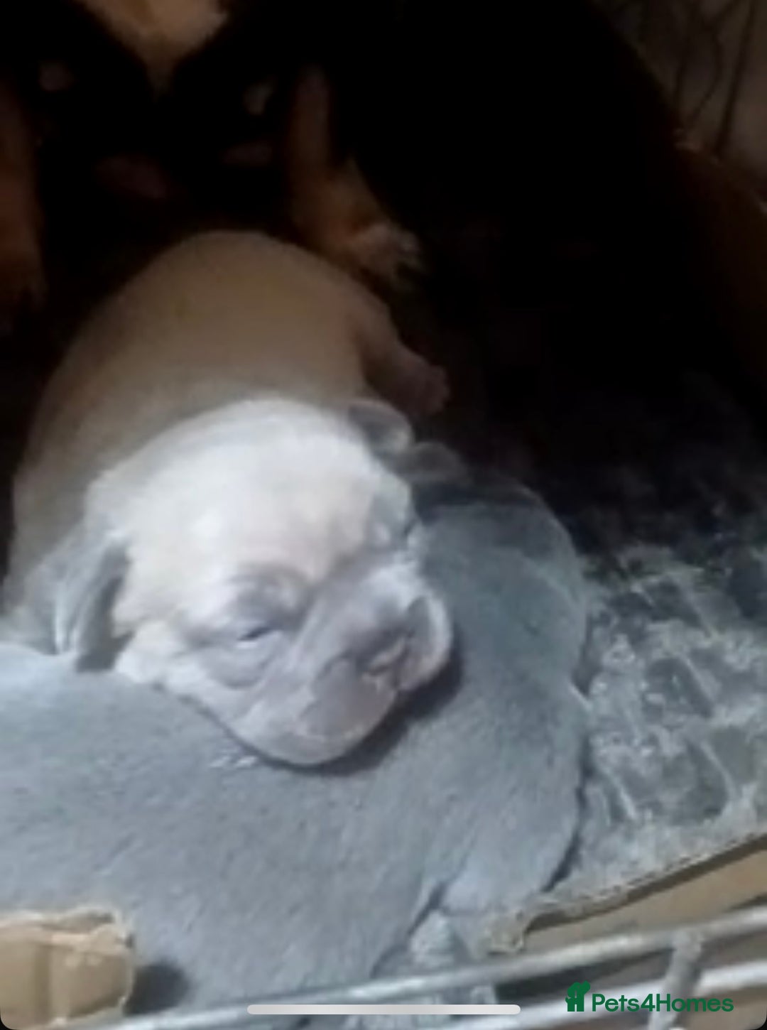 French Bulldog dogs for sale: French bulldogs  - Image 6