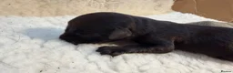 Labrador Retriever dogs for sale: Labrador puppies - Advert 8