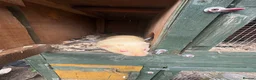 Ferret rodents for sale: Hob for stud - Advert 3