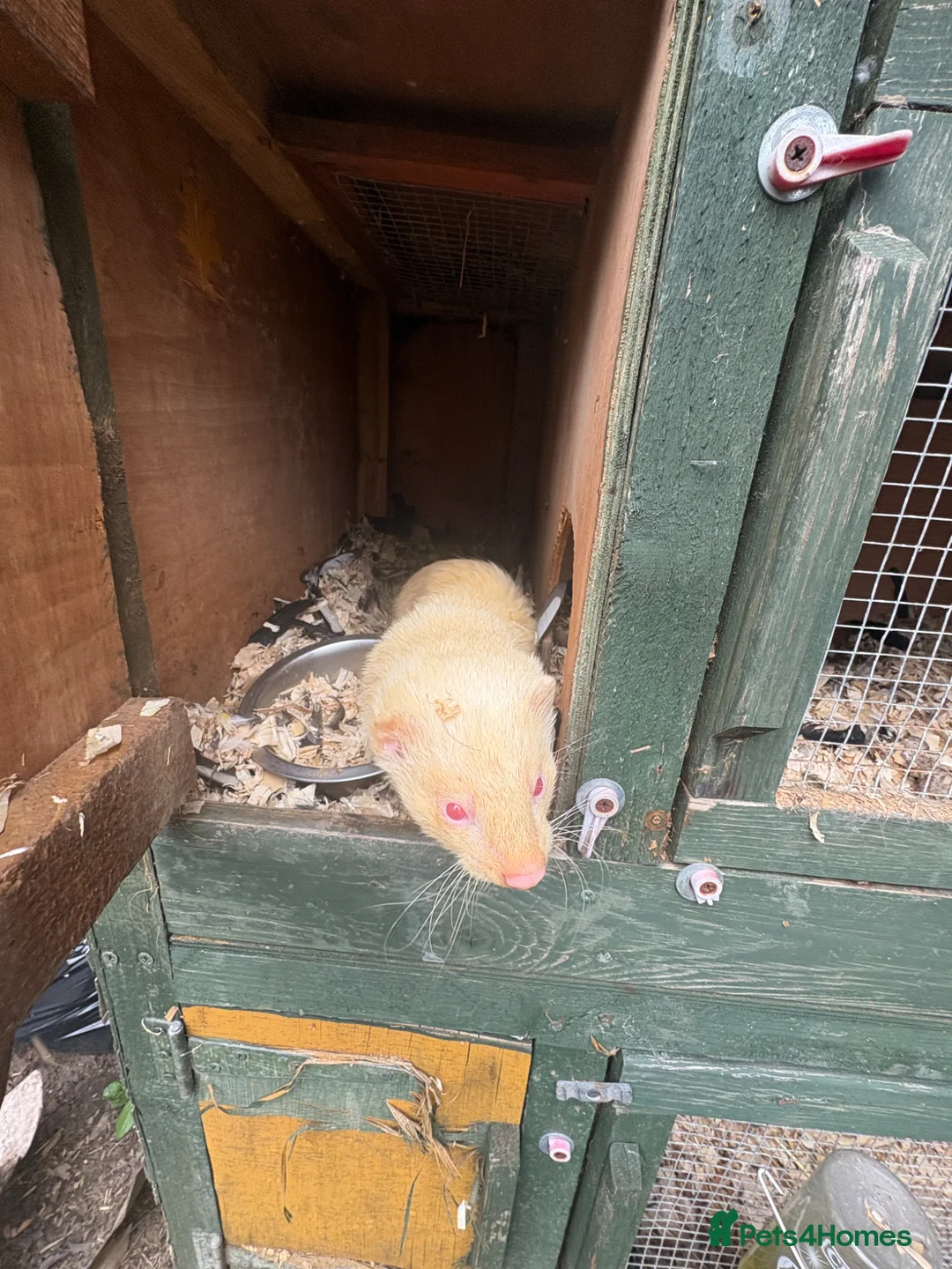 Ferret rodents for sale: Hob for stud - Advert 3