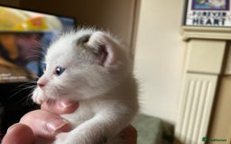 British Shorthair cats for sale: Mabel’s beautiful babies  - Image 16