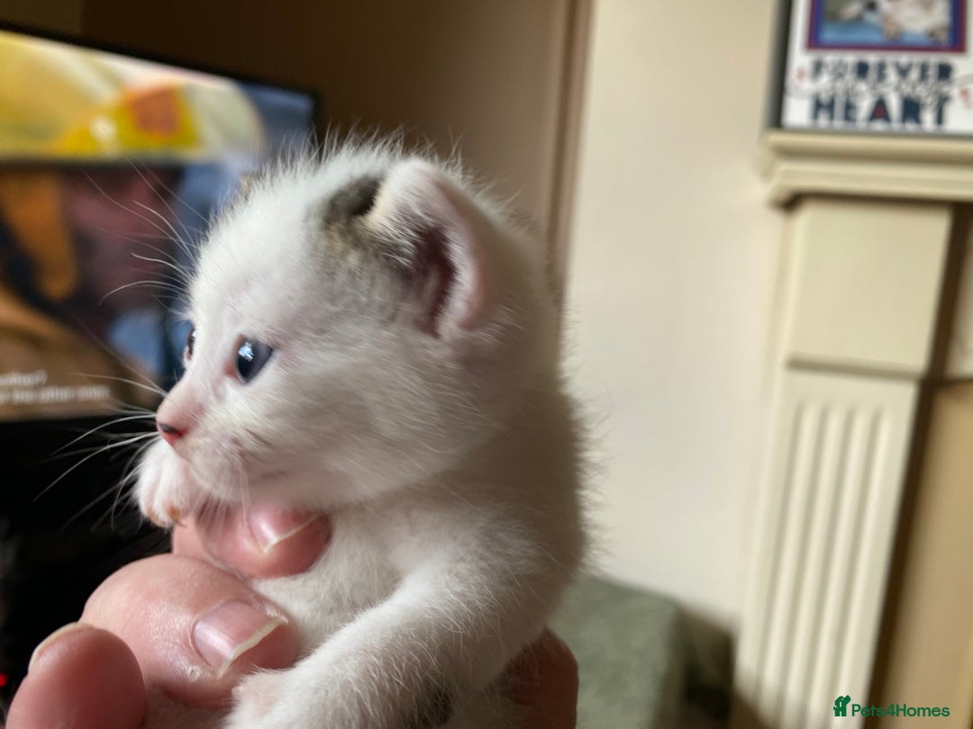 British Shorthair cats for sale: Mabel’s beautiful babies  - Image 16