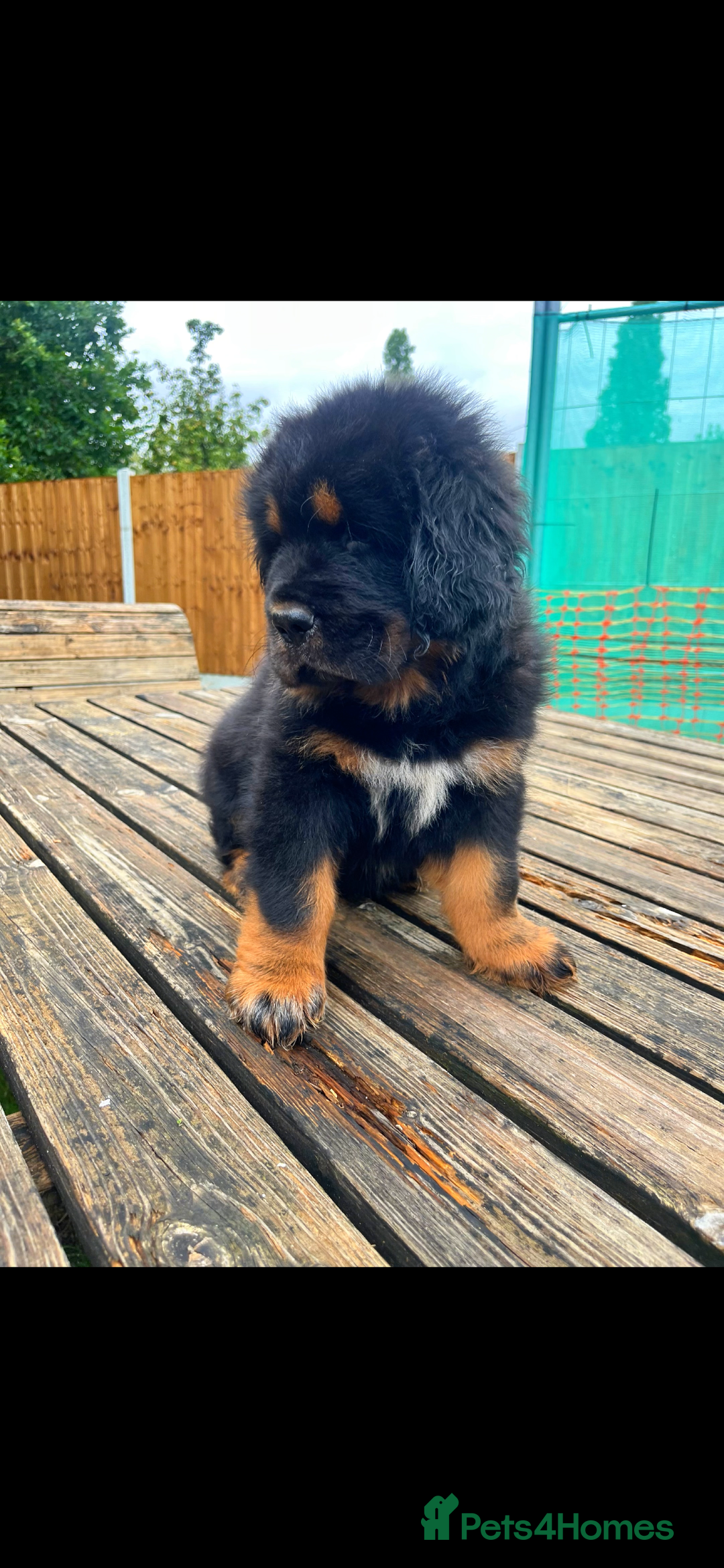 Tibetan Mastiff dogs for sale: 6 Tibetan Mastiff Puppies - Image 2