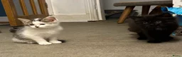 Mixed Breed cats for sale: Lovely kittens looking for their forever home  - Advert 5