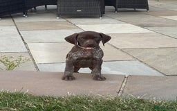German Shorthaired Pointer dogs for sale: German shorthaired pointer x vizsla - Image 2