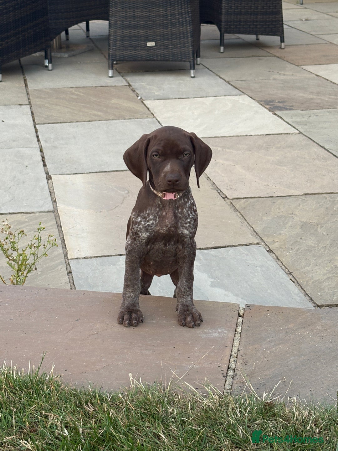 German Shorthaired Pointer dogs for sale: German shorthaired pointer x vizsla - Image 2