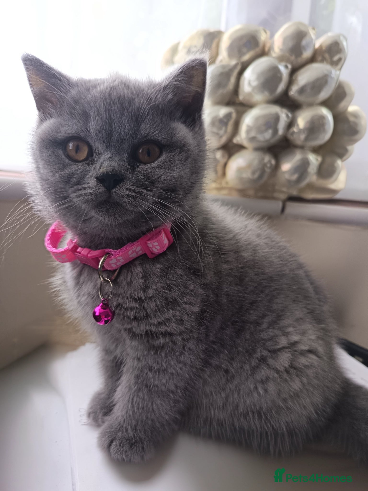 British Shorthair cats Gccf registered blue BSH kittens - Advert 18