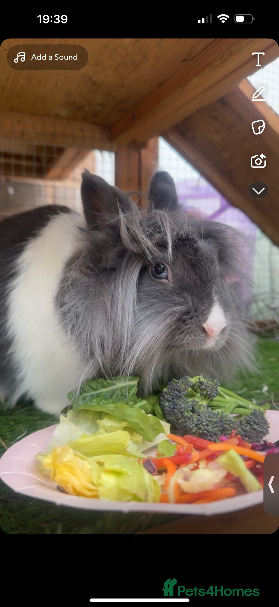 Mixed Breed rabbits Minnie the rabbit - Advert 10