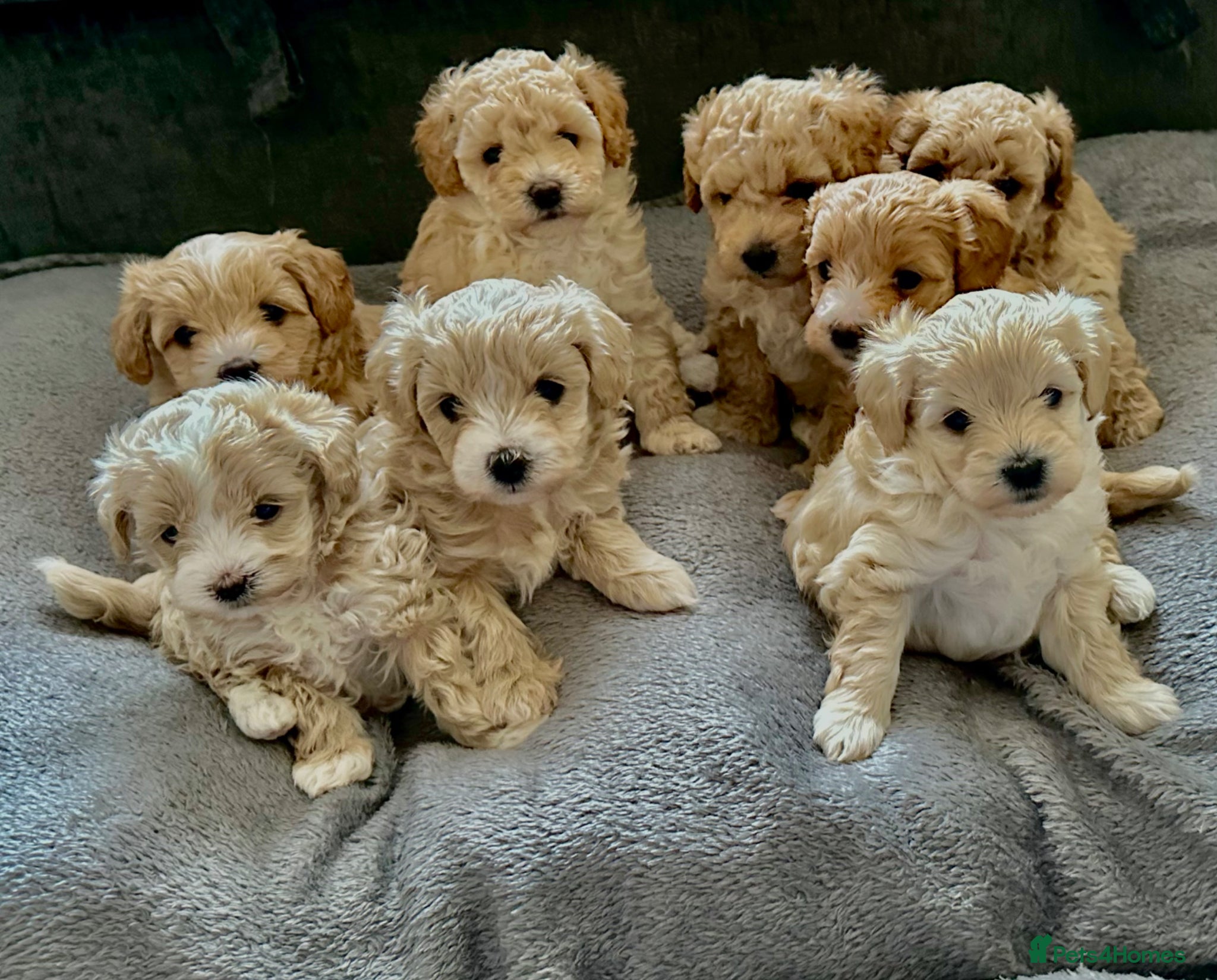 Maltipoo dogs Maltipoo Puppies 💗 - Advert 2