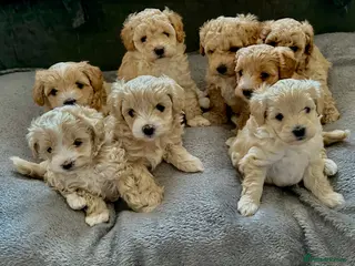 Maltipoo dogs Maltipoo Puppies 💗 - Advert 2