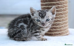 Bengal cats for sale: CUTE BENGAL KITTENS AVAILABLE - Image 5
