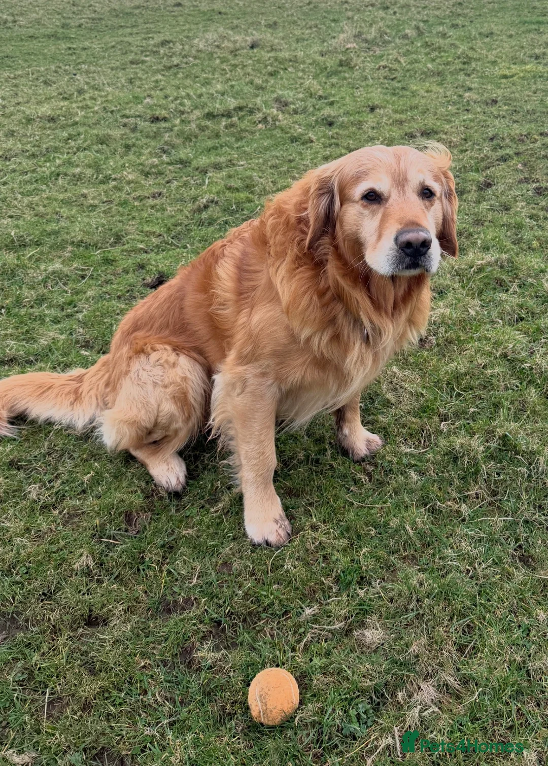 Golden Retriever dogs for stud: Golden retriever stud - Advert 2