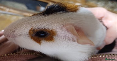 Guinea Pig rodents - Advert 6