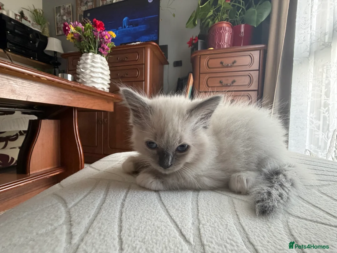 Ragdoll cats for sale: Kittens For Sale Cute small Ragdoll - Advert 14