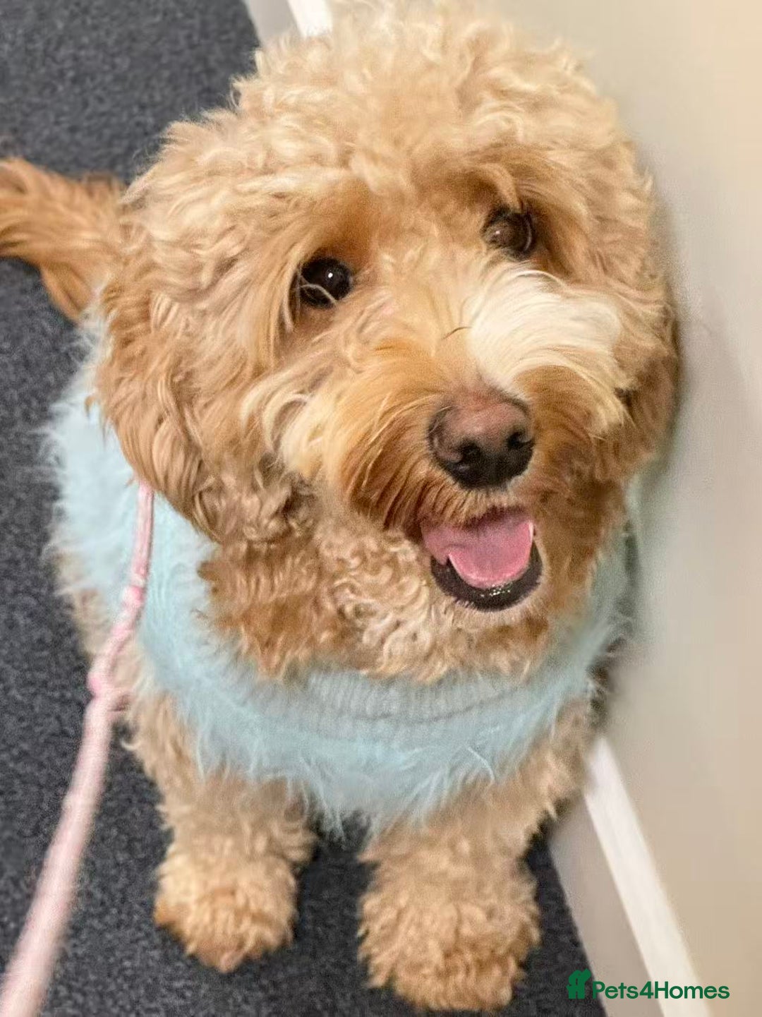 Cockapoo dogs for sale: Beautiful Cockapoo Puppies – 6 Boys & 2 Girls - Advert 1