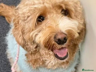 Cockapoo dogs Beautiful Cockapoo Puppies – 6 Boys & 2 Girls - Advert 2