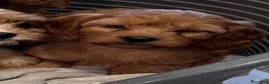 Cavapoo 7