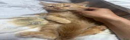 British Longhair cats for sale: British long hair + Turkish arugula  - Advert 19