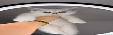 Scottish straight Kitten 3