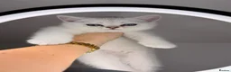Scottish Fold cats for sale: Scottish fold/straight kittens - Advert 22
