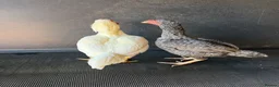 Chickens poultry for sale: ko shamo and pakistani aseel’s  - Advert 4