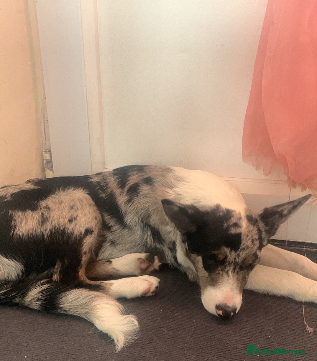 Mixed Breed dogs Fern  - Advert 4
