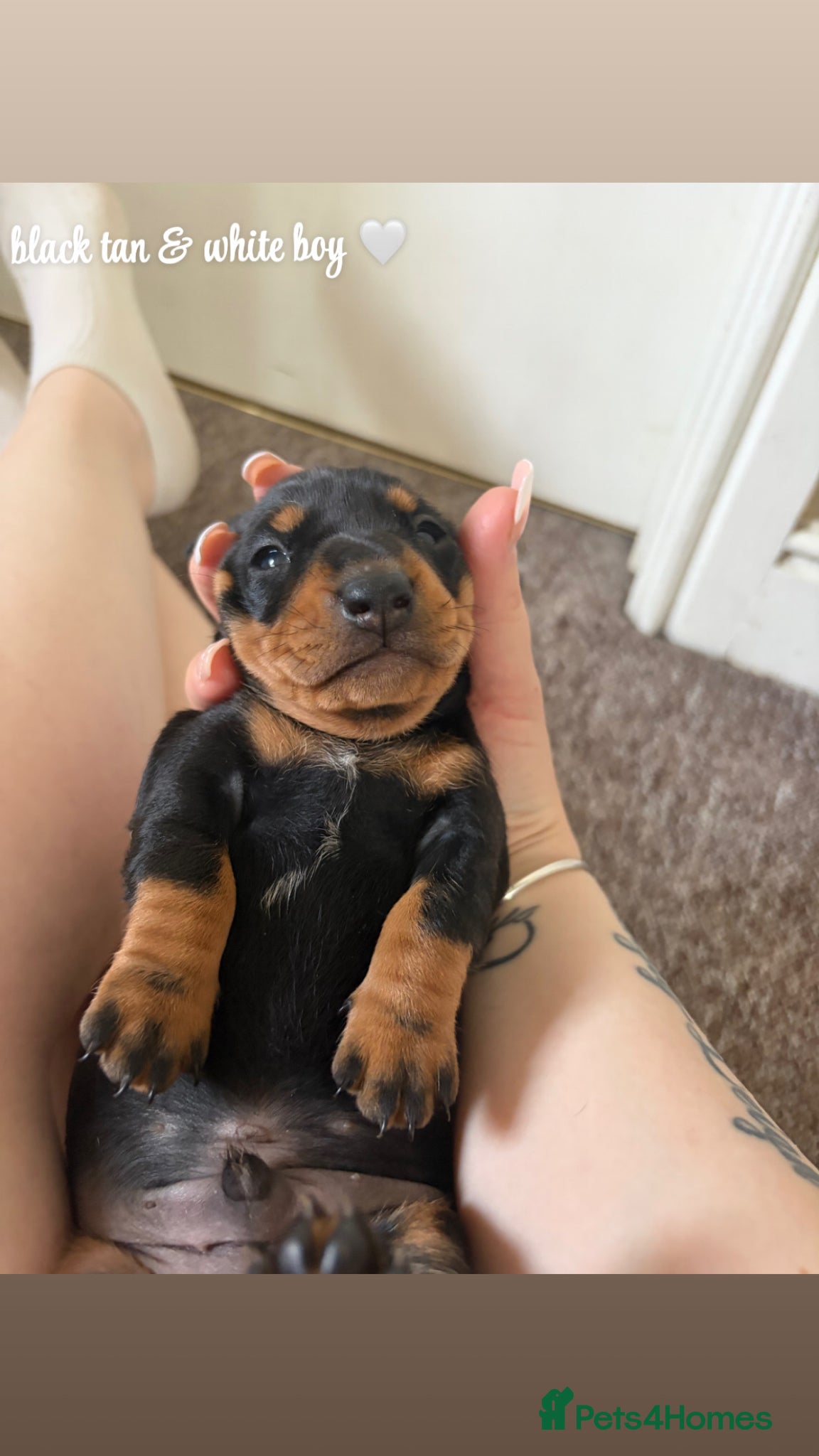Miniature Dachshund dogs 🤍Miniature Dachshunds🤍 - Advert 1