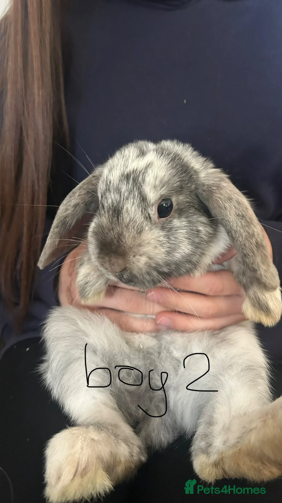 Mini Lop rabbits for sale: Mini lops  - Advert 2