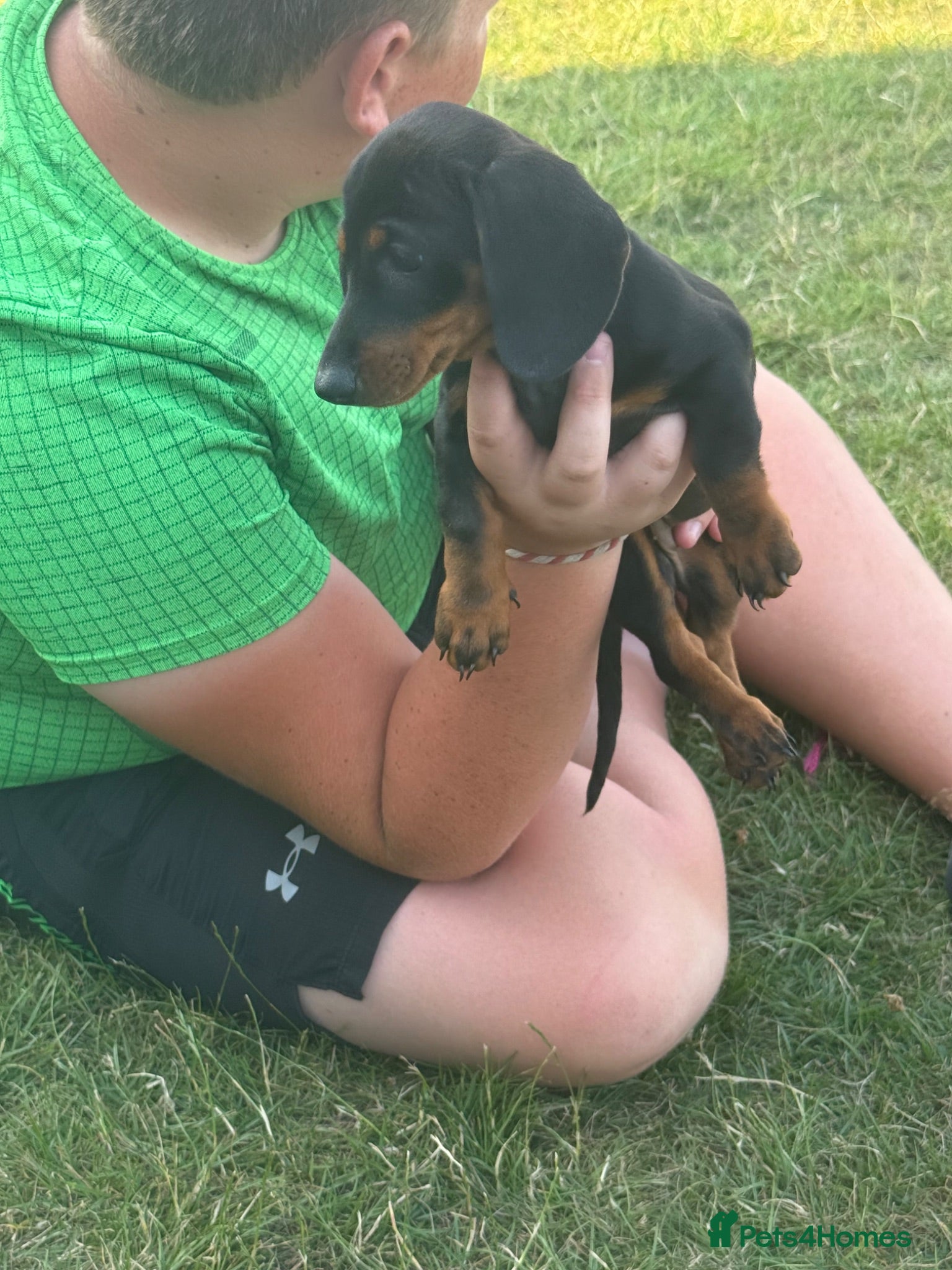 Miniature Dachshund dogs Miniature dachshund male - Advert 2