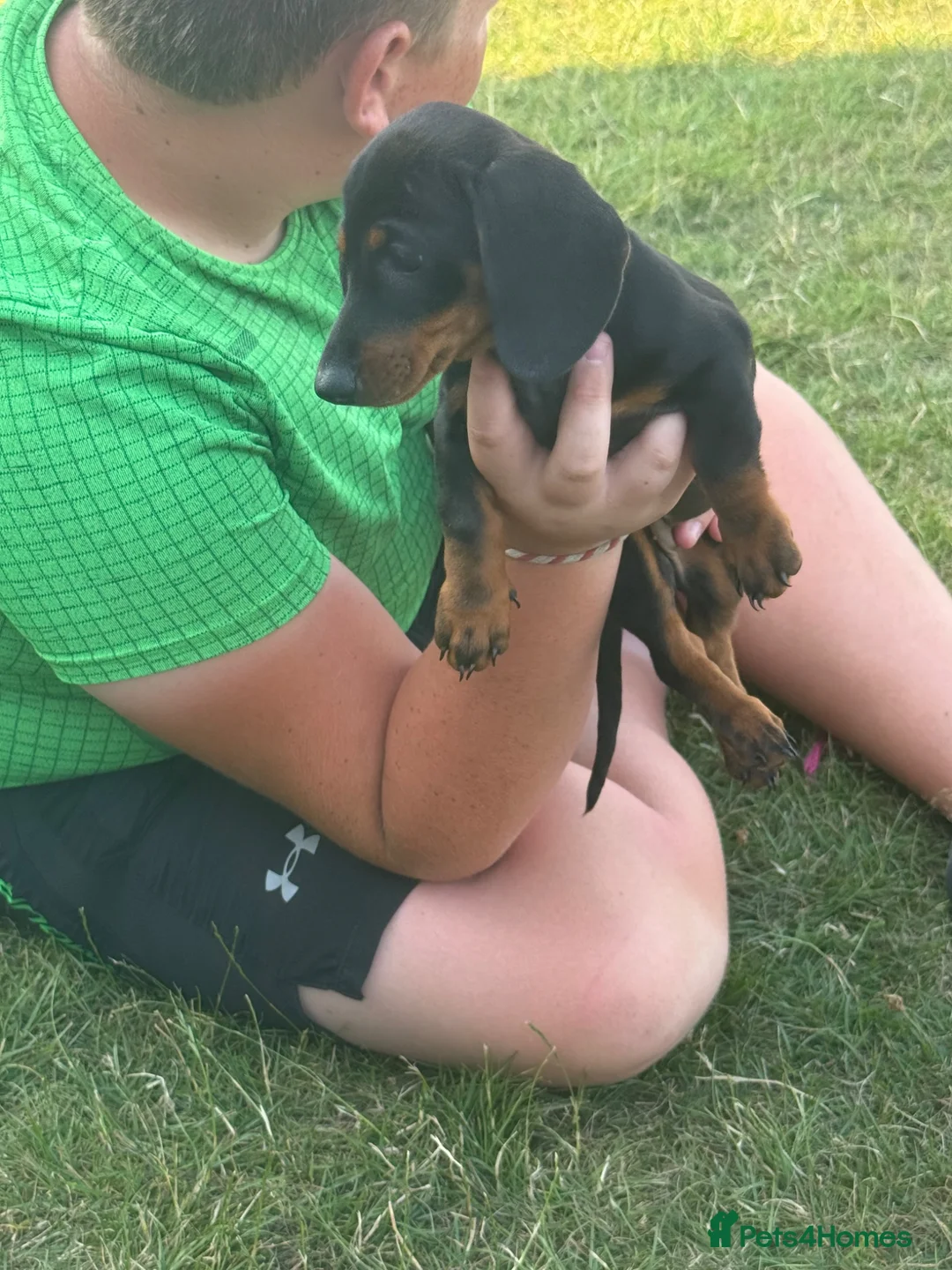 Miniature Dachshund dogs for sale: Miniature dachshund male in Halifax - Advert 1