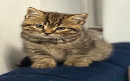 British Shorthair cats for sale: Grey and Tica Boys ready for home  - Image 3