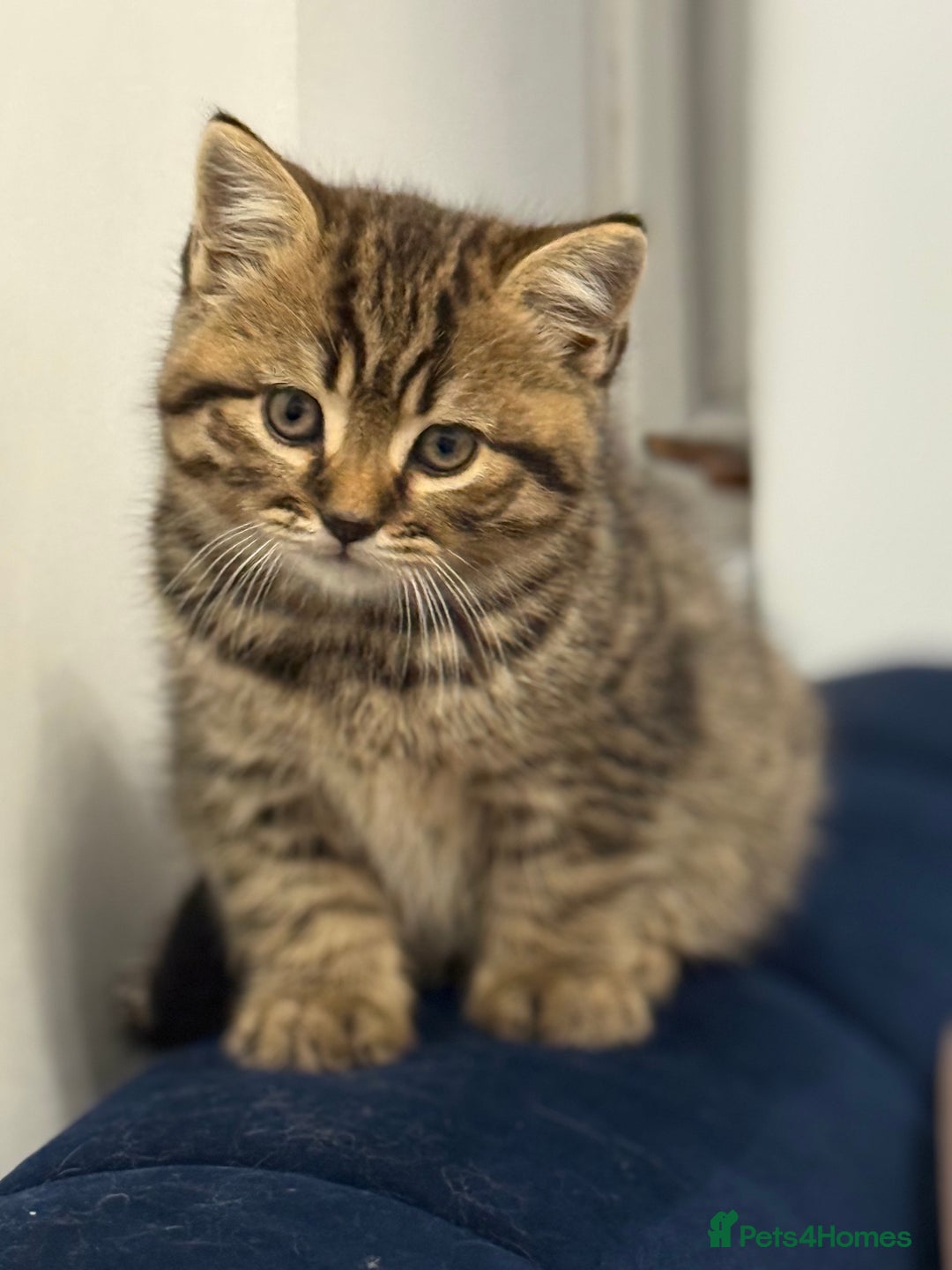 British Shorthair cats for sale: Grey and Tica Boys ready for home  - Image 3