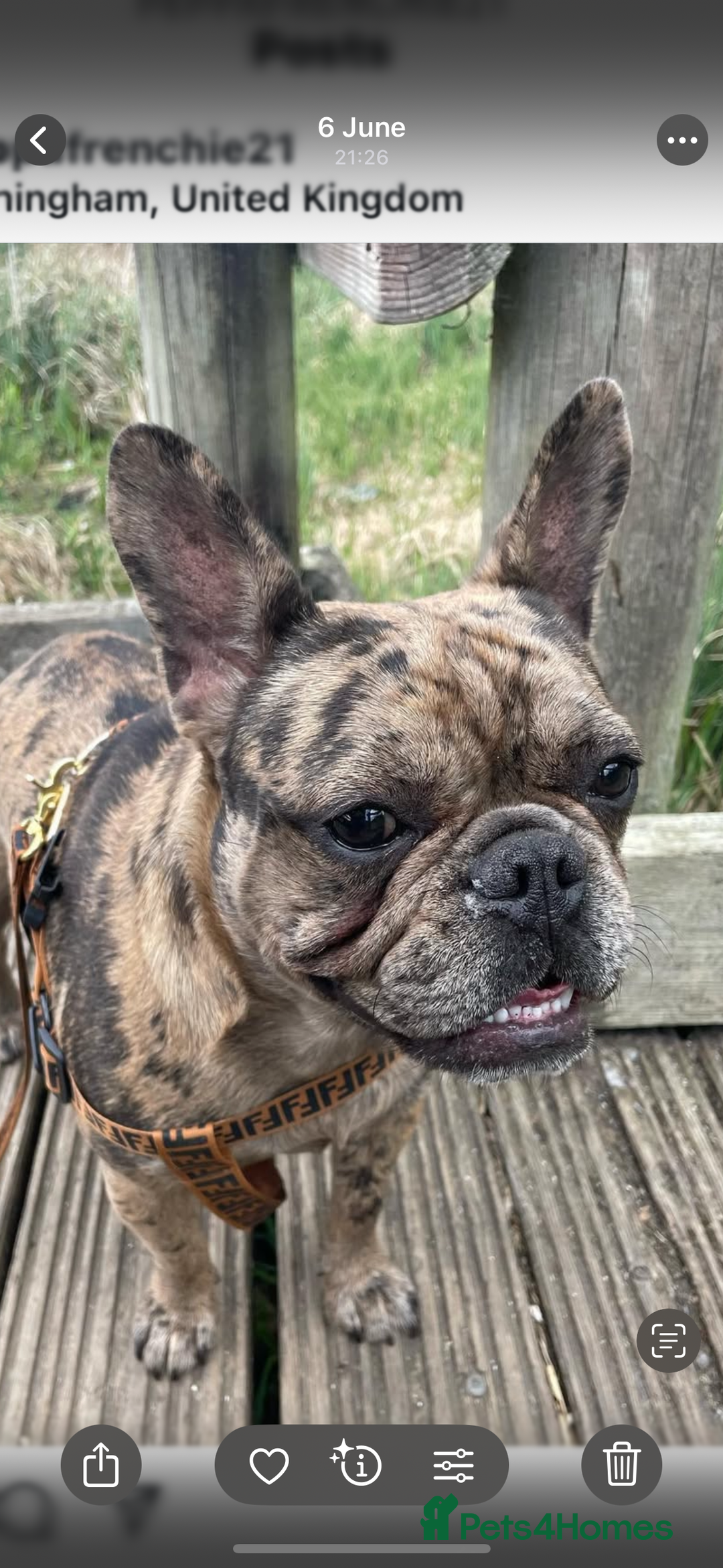 French Bulldog dogs for sale: French bulldog puppies  - Image 5