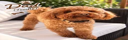 Shihpoo dogs for sale: REDUSEC Two left- SHIHPOO × TOY POODLE PUPPIES - Advert 16
