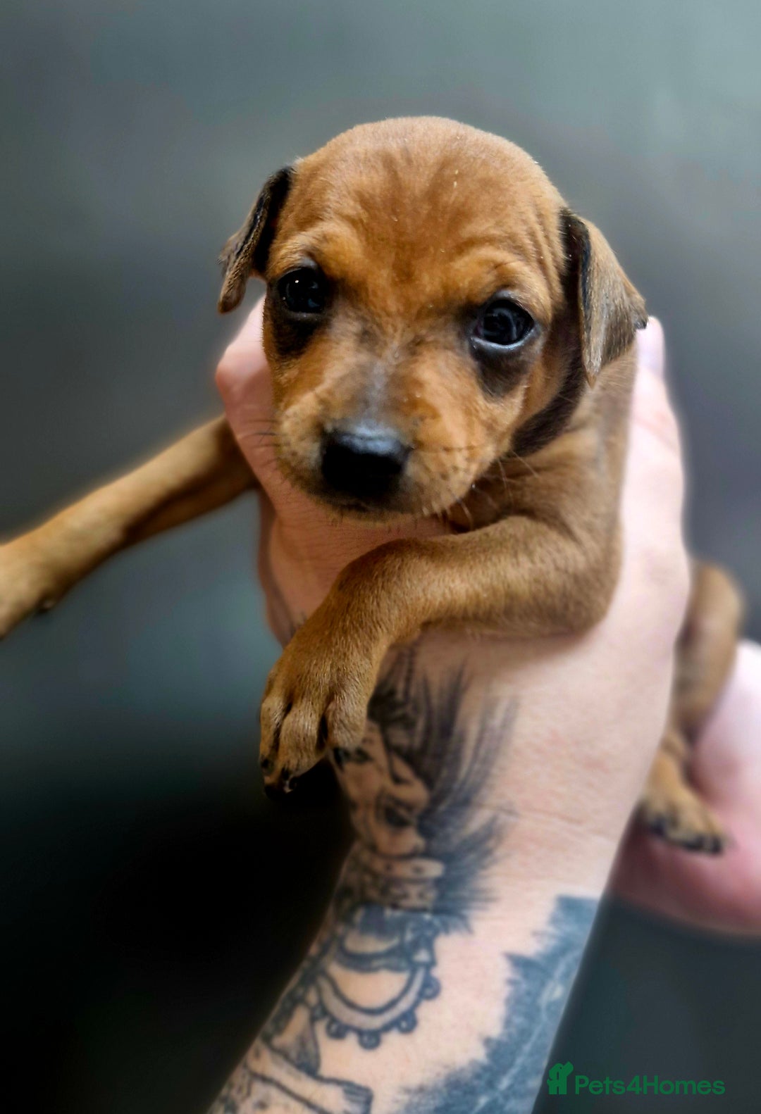 Miniature Pinscher dogs for sale: Miniature Pinscher puppies! - Image 15