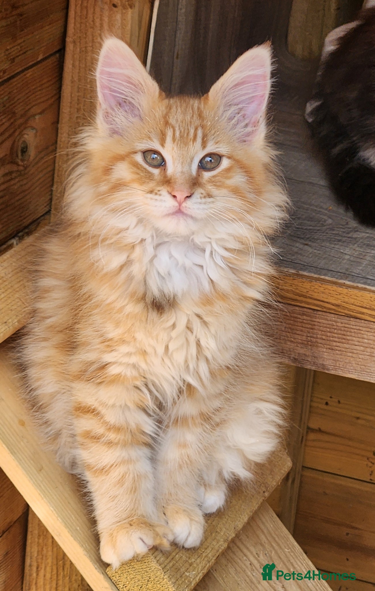 Maine Coon cats Maine Coons Ready Now!! 4 male 1 female  - Advert 6
